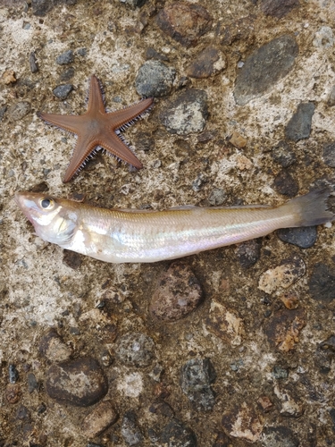 キスの釣果