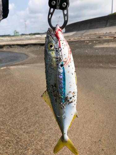 ワカシの釣果