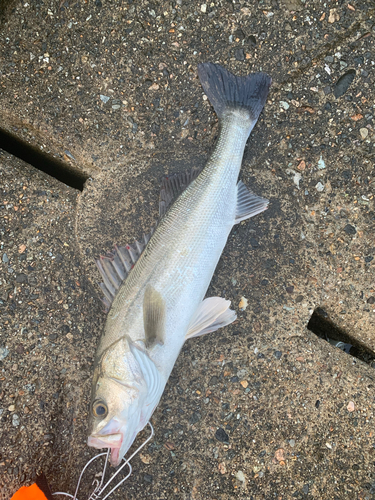 スズキの釣果