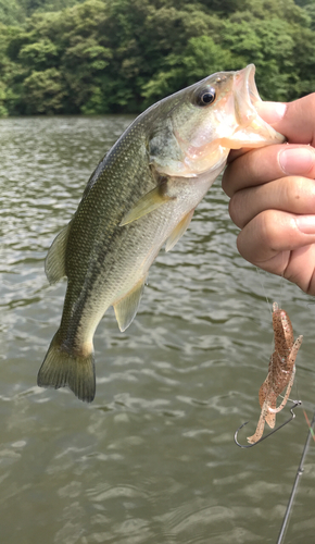 ラージマウスバスの釣果