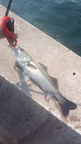 シーバスの釣果