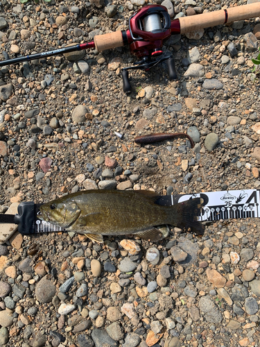 スモールマウスバスの釣果