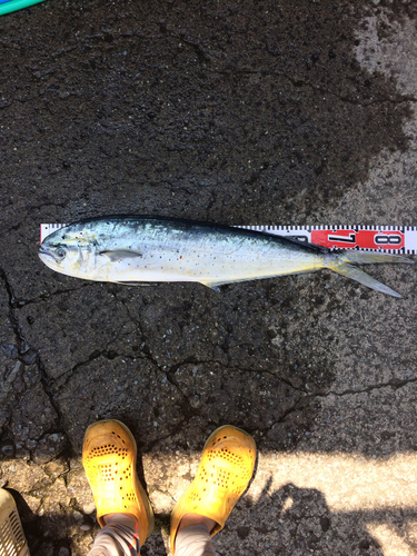 シイラの釣果