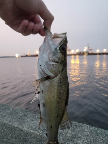 セイゴ（マルスズキ）の釣果