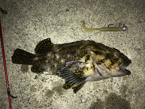 ハチガラの釣果