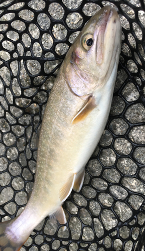 イワナの釣果