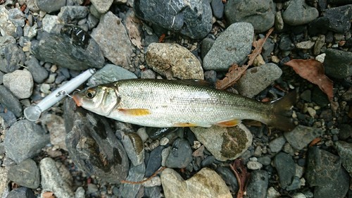 ウグイの釣果