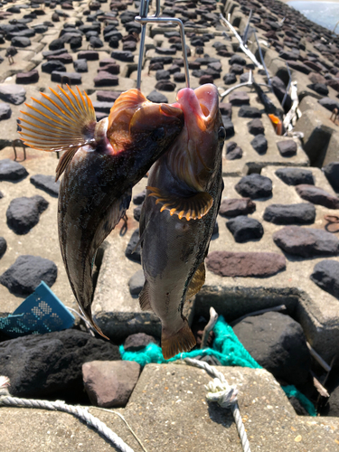 アイナメの釣果