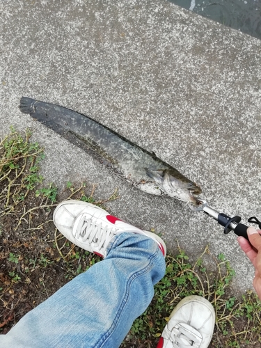 ナマズの釣果