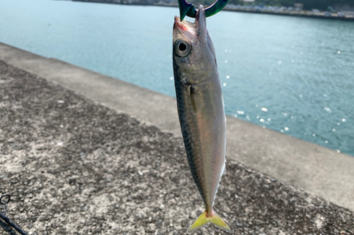 サバの釣果