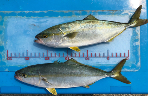 ツバスの釣果