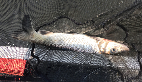 ニゴイの釣果