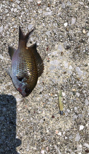 スズメダイの釣果