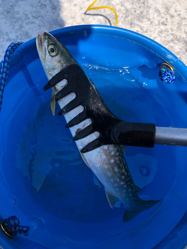 アメマスの釣果