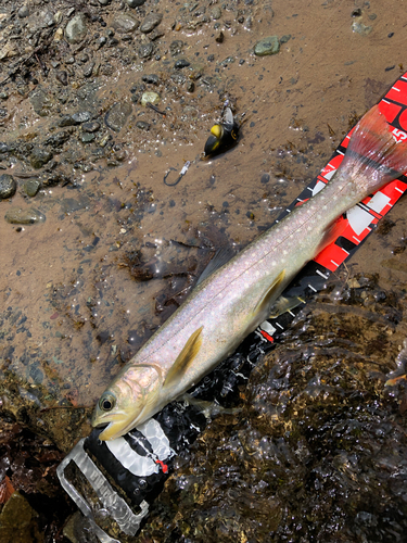 アメマスの釣果