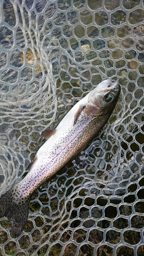 ニジマスの釣果