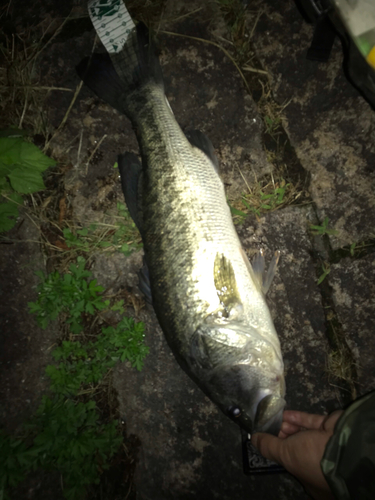 ラージマウスバスの釣果