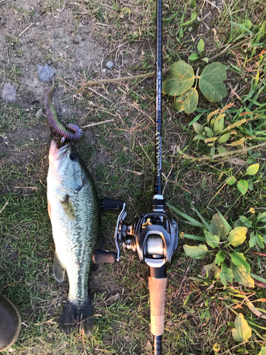 ブラックバスの釣果