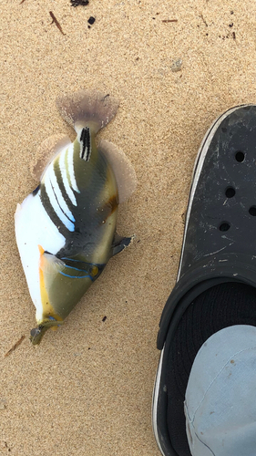 ムラサメモンガラの釣果