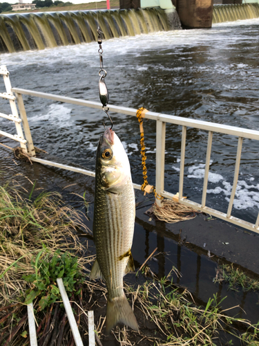 ボラの釣果