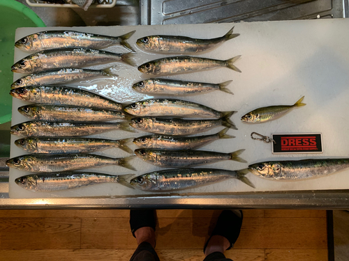 イワシの釣果