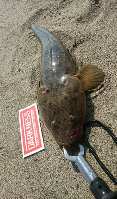 マゴチの釣果