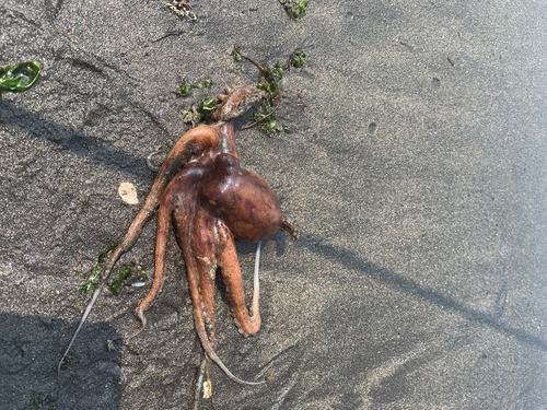 マダコの釣果