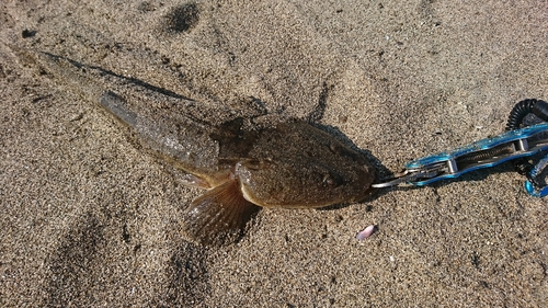 マゴチの釣果