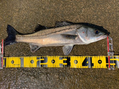 フッコ（マルスズキ）の釣果