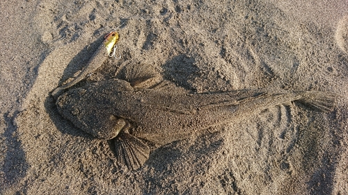 マゴチの釣果