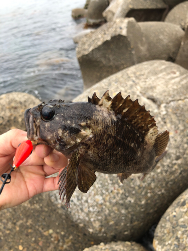 ムラソイの釣果