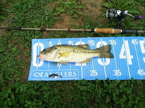 ラージマウスバスの釣果