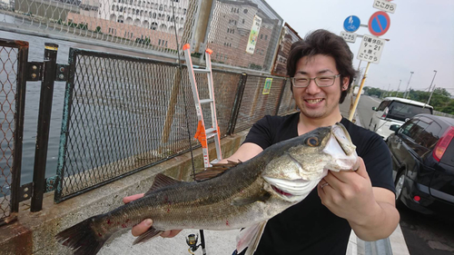 シーバスの釣果