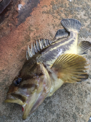 シマゾイの釣果