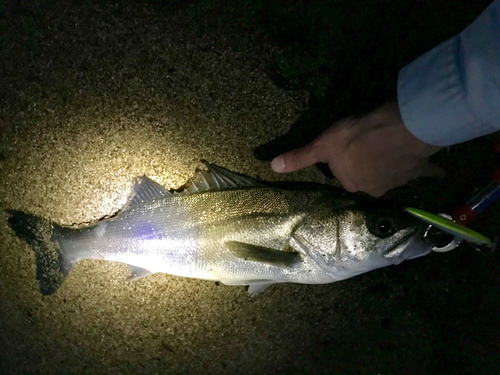 スズキの釣果