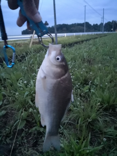 フナの釣果