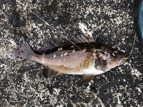 ガヤの釣果