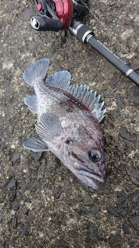 マゾイの釣果