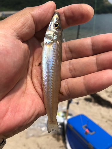 シロギスの釣果