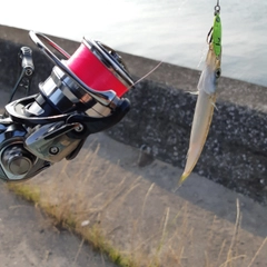 カマスの釣果