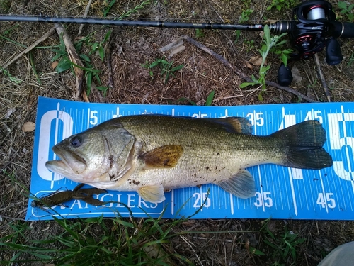 ブラックバスの釣果