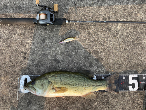 ブラックバスの釣果