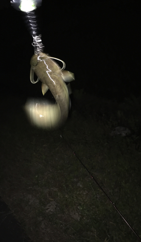 ナマズの釣果