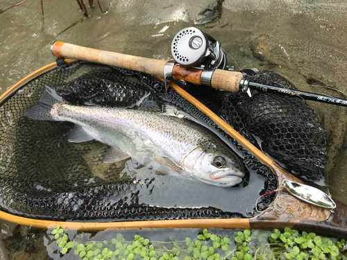 ニジマスの釣果