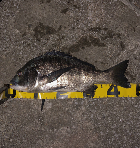 クロダイの釣果