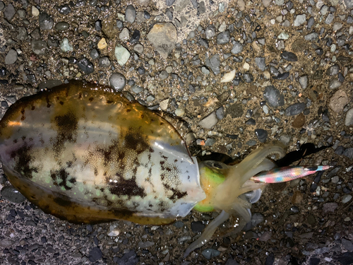 アオリイカの釣果