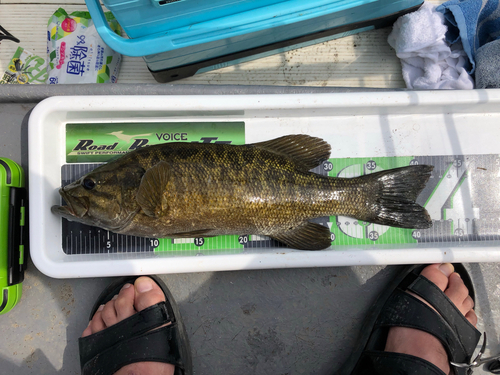 スモールマウスバスの釣果