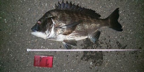 クロダイの釣果