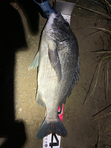 クロダイの釣果