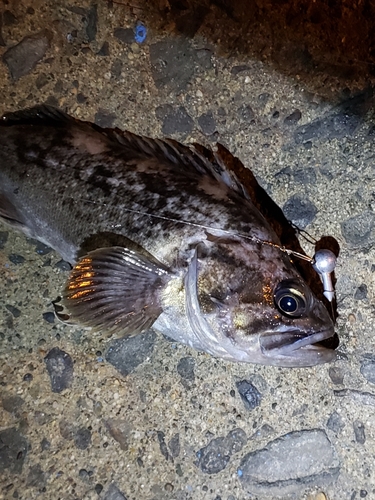 クロソイの釣果